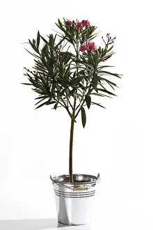 Studio Botany Photos Prints: Oleander (Nerium oleander)