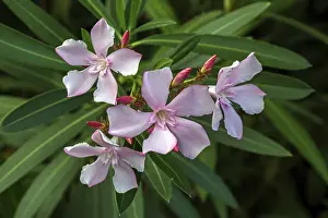 Nerium Oleander Bloom Prints: Oleander (Nerium oleander), also oleander