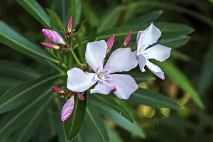 Southern German Nature Scenes Prints: Oleander (Nerium oleander), also oleander