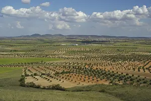 Agricultural Countryside Scenery Prints: Olive grove