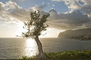 Evening Light On The Shore Prints: Olive tree in front of the cliffs of Cabo Girao