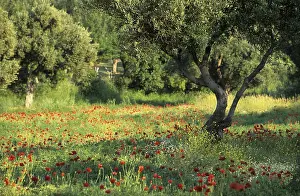 Deciduous Tree Plantation Prints: Olive tree forest in spring, Samothraki island