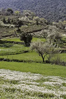 Olive Trees Crete Prints: Olive trees and blossoming trees