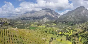 Southeast Europe Nature Scene Prints: Olive trees in spring, Preveli