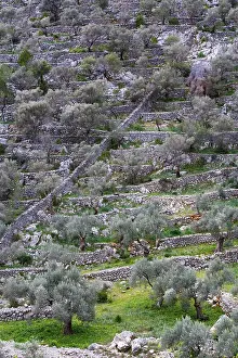Deserted Spanish Landscapes Prints: Olive trees, terrace construction