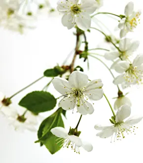 Spring Awakening Flowers Prints: OLYMPUS DIGITAL CAMERA
