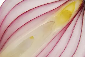 Studio Shot Of Onion Prints: Onion