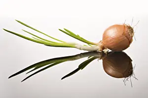 Vegetable Nutrition Prints: Onion