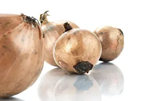 Vegetable Photography Prints: Onions