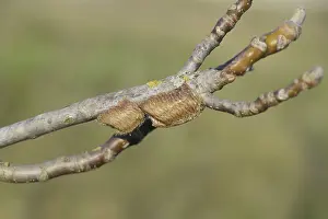 Southern Russia Animals Prints: Ootheca mantis on the branches of a tree