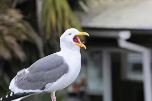 California Wildlife Prints: Open-billed seagull against blurred background