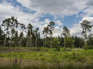 Cloudy Sky Landscape Photography Prints: Open forest with high sky and cloudy sky