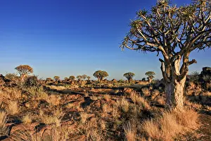 Clear Blue Sky Prints: An open landscape lined with baobabs under a clear blue sky