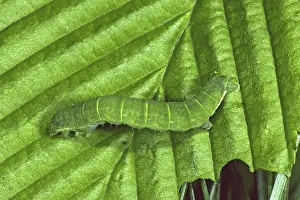 Butterfly Larva Stages Prints: Oporinia dilutata, spanner caterpillar