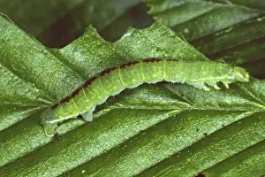 Geometer Moth Caterpillar Prints: Oporinia dilutata, spanner caterpillar