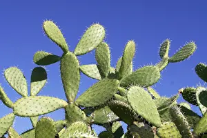 Succulent Plant Prints: Opunzia
