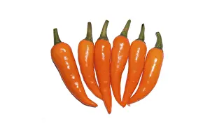 Agricultural Crops Images Prints: Orange chilies