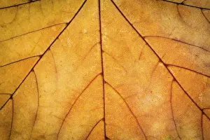 Atmospheric Autumn Mood Prints: Orange maple autumn leaf texture