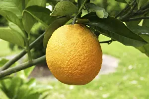 Citrus Fruit Prints: Orange on a orange tree