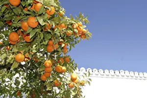 Natural Food Photography Prints: Orange tree with fruit