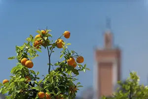 Marrakech Morocco Prints: Orange tree, orange, cirus, fruit