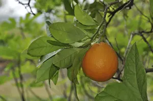 Fruit Nutrition Prints: Orange tree, orange, fruit, fruit