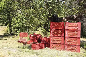 Agricultural Crops Italy Prints: Orange trees and boxes of oranges