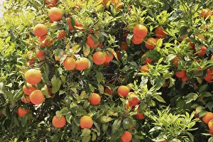 Sicily Italy Prints: Oranges hanging on a tree, orange tree