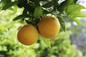 Citrus Fruit Plant Prints: Oranges on a orange tree