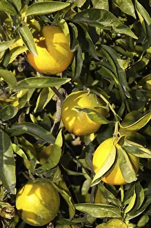 Open Air Food Photography Prints: Oranges still on the tree, Altea