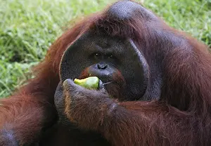 Great Ape Portrait Prints: The orangutan close-up eats a mango