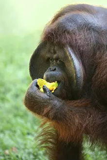 Indonesian Food Culture Prints: The orangutan eats a mango