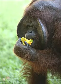 Wildlife Food Photography Prints: The orangutan eats a mango