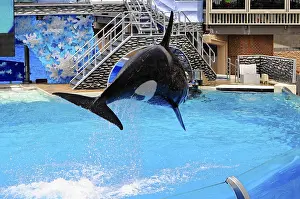 Seaworld San Diego Prints: Orca leaps dramatically through the air during an aquatic show
