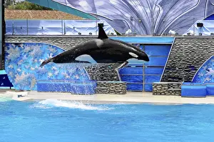 Killer Whale Jump Prints: Orca (Orcinus orca), dynamically jumping out of the water during a show