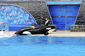 Seaworld San Diego Prints: An orca (Orcinus orca), performing a trick during a show