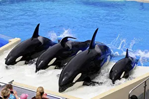 Wildlife In America Prints: Four orcas cause waves at the edge of a pool during a show