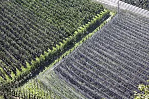 Agricultural Crops In Italy Prints: Orchard