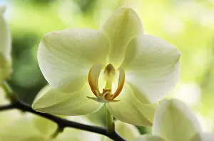 Nature Flora Botany Images Prints: Orchid, detail