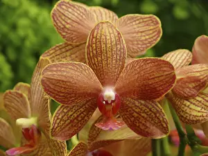 Ornamental Plant Prints: Orchid