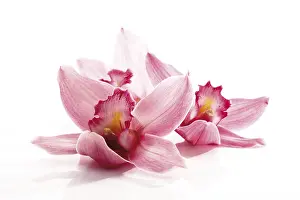 Studio Still Life Flora Prints: Orchids