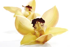 Studio Shot Of Flower Prints: Orchids