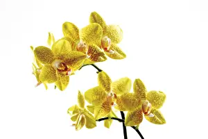 Open Air Blooms Prints: Orchids