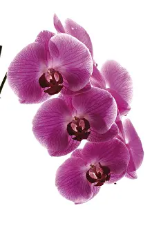Lilac Blossom Prints: Orchids