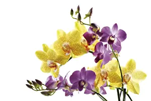 Plant Life Nature Prints: Orchids