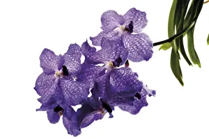 Nature Flora Botany Prints: Orchids