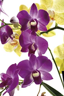 Lilac Blossom Prints: Orchids