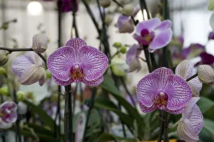 Deserted Orchids Prints: Orchids