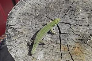 Prints of An ordinary quick green lizard. Lizard on the cut of a tree stump. Sand lizard, lacertid lizard Lacertid Prints: An Ordinary Quick Green Lizard Print