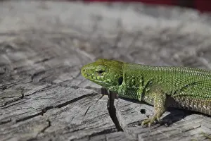 Natural Environments Prints: An ordinary quick green lizard